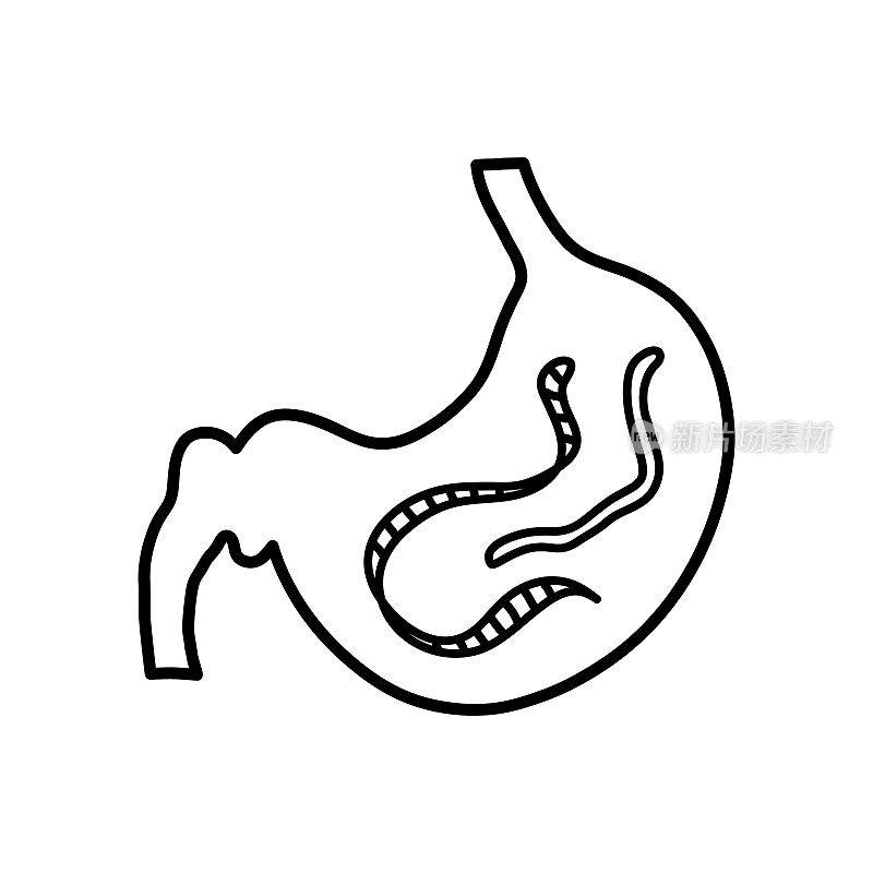 Gut parasites doodle, hand drawn vector doodle illustration of worm parasites inside the stomach, isolated on white background.